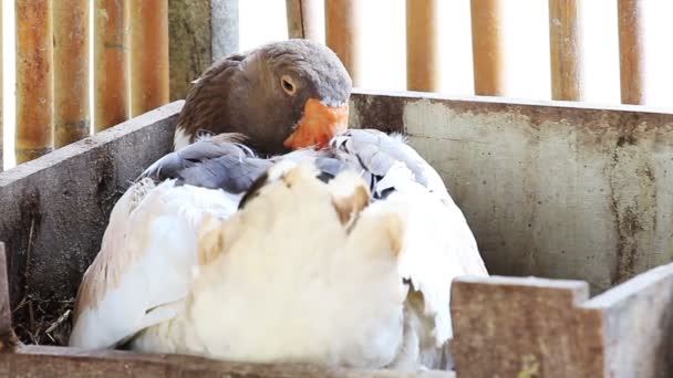 Desove Ganso Poniendo Huevos Caja Madera — Vídeos de Stock