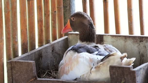 Husí Tření Nosnic Vejce Dřevěné Krabici — Stock video