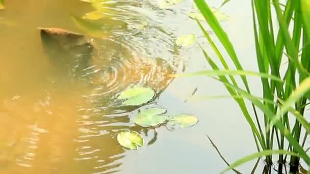 Бубле Під Води Природі Масштабованою Технікою — стокове відео