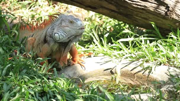 Grön Iguana Dricksvatten Dammen — Stockvideo