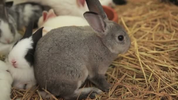 Conejos Jóvenes Relajarse Suelo — Vídeos de Stock