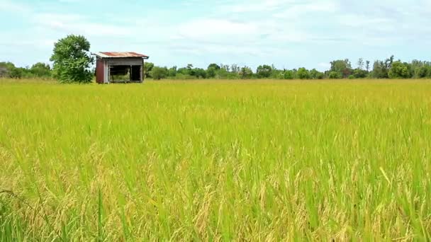 Rice Paddy Com Fundo Hut Céu Azul — Vídeo de Stock