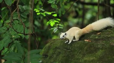 Kaya 'ya tırmanan Beyaz Sincap