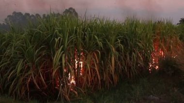 Akşam Şeker Çubuğu Ateşi