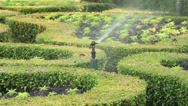 庭の高出力芝生スプリンクラー散水草 — ストック動画