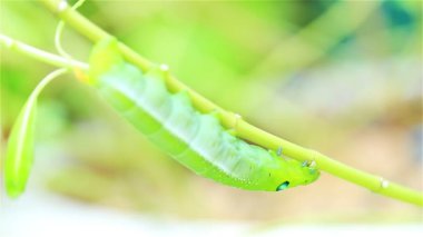 Ağaçta yeşil solucan yiyen yaprak