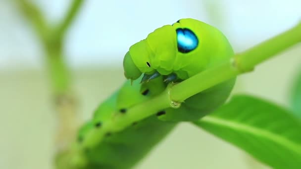 Verme Verde Che Cammina Sull Albero — Video Stock