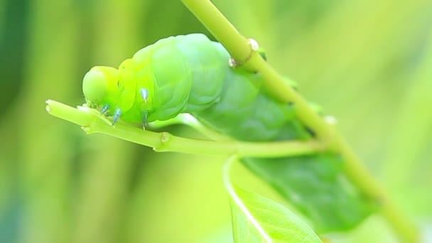 Grüner Wurm Frisst Blatt Baum Mit Zoomtechnik — Stockvideo