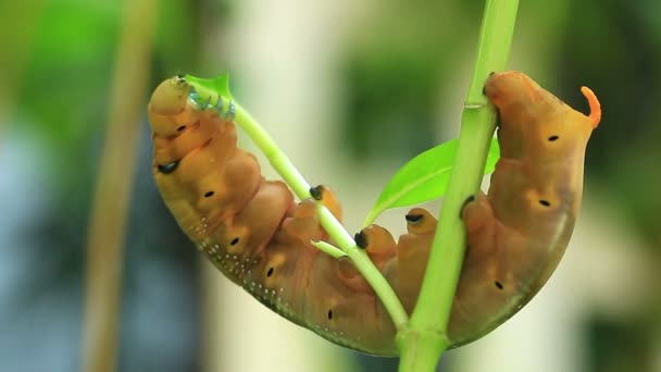 Bruine Worm Eetblad Aan Boom — Stockvideo