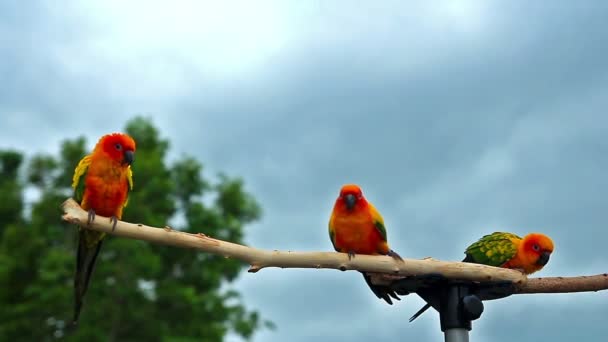 Sole Conure Pappagallo Trave Legno — Video Stock