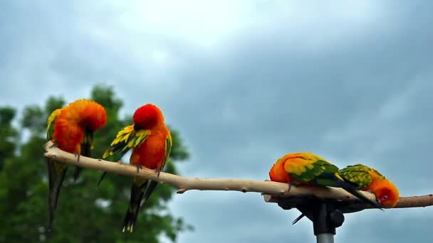 Κυρ Conure Παπαγάλος Ξύλινη Ακτίνα — Αρχείο Βίντεο