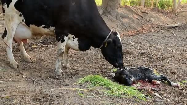 ミルク牛母クリーニング彼女のふくらはぎ — ストック動画
