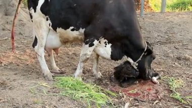 Süt İneği Anne buzağısını temizliyor.