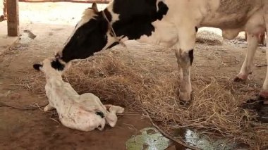 Süt İneği Anne buzağısını temizliyor.