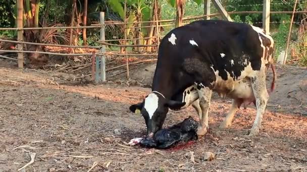 Молочна Корова Мати Очищає Своє Теля — стокове відео