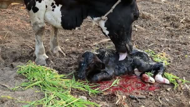 Mléko Kráva Matka Čištění Její Tele — Stock video