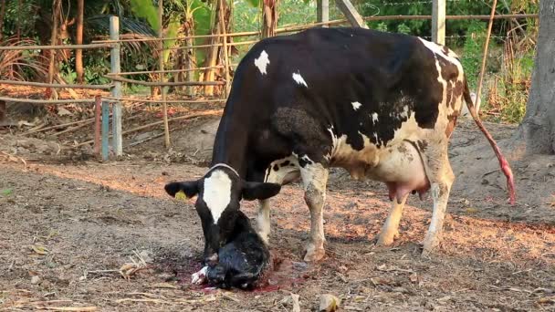 ミルク牛母クリーニング彼女のふくらはぎ — ストック動画