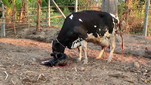 Milk Cow Mother Cleaning Her Calf — Stock Video