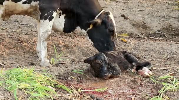 Молочна Корова Мати Очищає Своє Теля — стокове відео