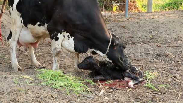 Mjölk Moder Rengöring Hennes Kalv — Stockvideo