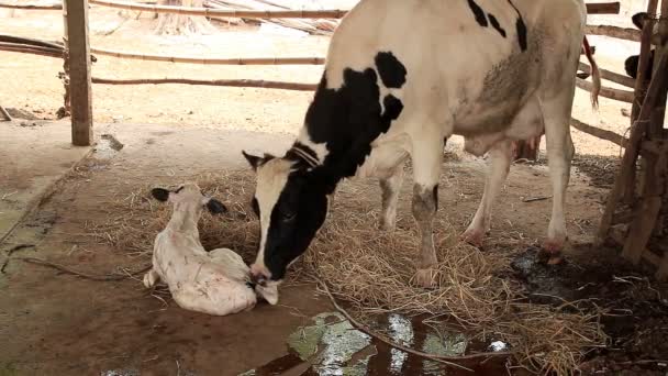 Milk Cow Mother Cleaning Her Calf — Stock Video