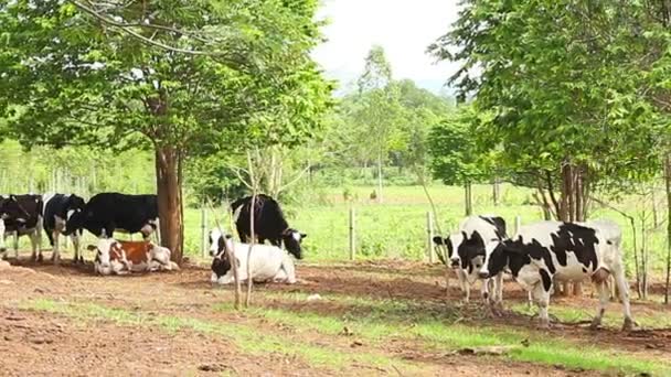 Kuh Entspannt Sich Auf Bauernhof — Stockvideo