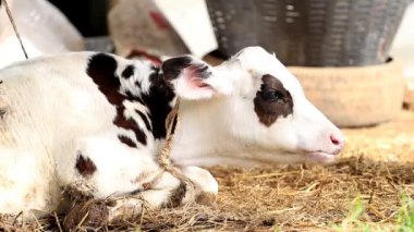 Yavru inek yerel çiftlikte saman yiyor.