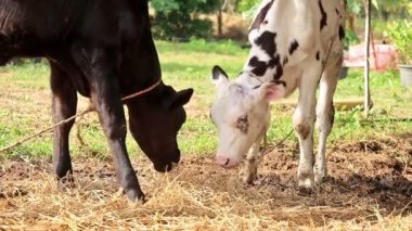 Yavru inek yerel çiftlikte saman yiyor.