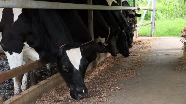 Коровы Едят Пищу Местной Ферме Сельской Местности Таиланда — стоковое видео