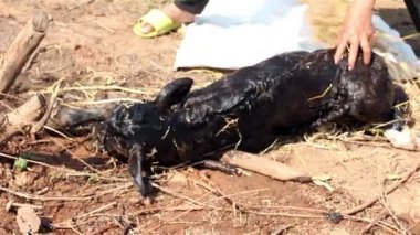 Yerel çiftlikte yeni doğmuş inek sütü