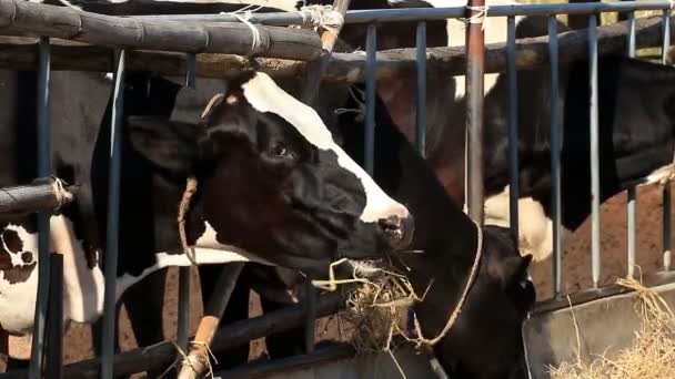 Koeien Eten Stro Lokale Boerderij Het Platteland Van Thailand — Stockvideo
