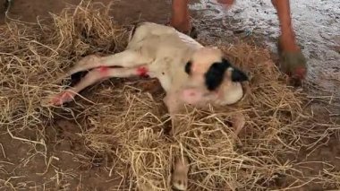 Yerel çiftlikte yeni doğmuş inek sütü