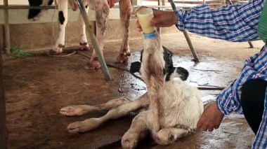 Çiftçiler göbek bağını kesiyor Yerel Çiftlikte Yeni Doğan Buzağı