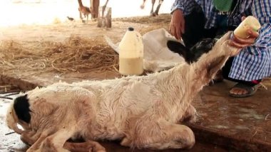 Çiftçiler göbek bağını kesiyor Yerel Çiftlikte Yeni Doğan Buzağı
