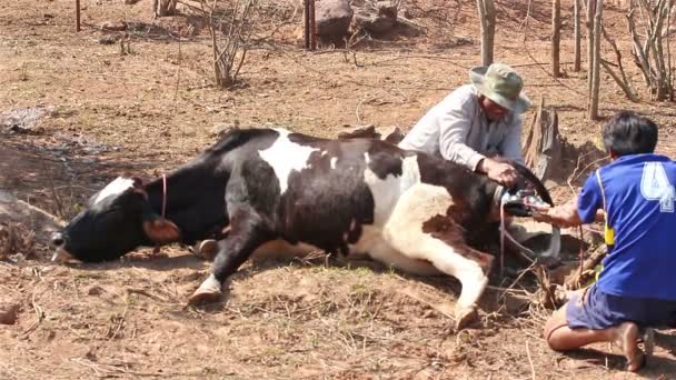 本地农场的奶牛仔 — 图库视频影像