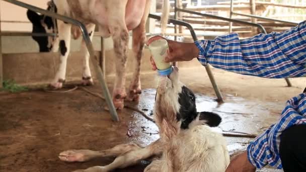 Petani Memotong Tali Pusar Calf Yang Baru Lahir Lokal Farm — Stok Video