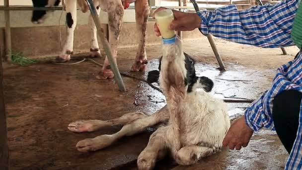 Farmers Cutting Umbilical Cord Newborn Calf Local Farm — Stock Video