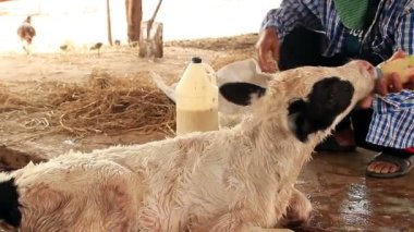 Çiftçiler göbek bağını kesiyor Yerel Çiftlikte Yeni Doğan Buzağı