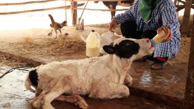 Çiftçiler göbek bağını kesiyor Yerel Çiftlikte Yeni Doğan Buzağı