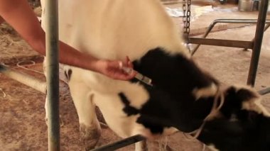 Çiftçiler göbek bağını kesiyor Yerel Çiftlikte Yeni Doğan Buzağı