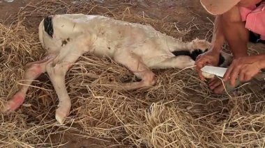 Çiftçiler Yerel Çiftlikte Çivili Yeni Doğan Buzağı Kesiyor