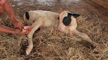 Çiftçiler Yerel Çiftlikte Çivili Yeni Doğan Buzağı Kesiyor