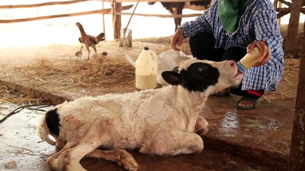 Agricultores Cortando Cordão Umbilical Bezerro Recém Nascido Fazenda Local — Vídeo de Stock