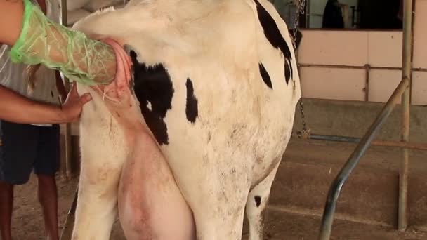 農家地元の農場で牛の毛を切る 新生児用の子牛 — ストック動画