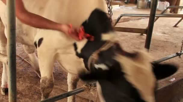 Petani Memotong Tali Pusar Calf Yang Baru Lahir Lokal Farm — Stok Video