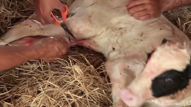 Petani Memotong Tali Pusar Calf Yang Baru Lahir Lokal Farm — Stok Video