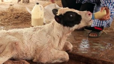 Tayland kırsalında yerel çiftlikte saman yiyen inekler.