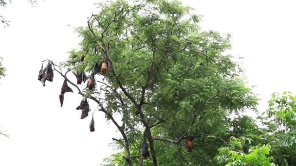 Une Foule Chauves Souris Fruitières Géantes Détendre Sur Arbre — Video