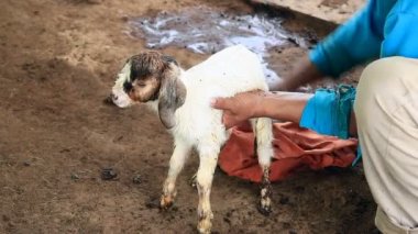 Çiftçi yerel çiftlikte yeni doğmuş keçileri temizliyor