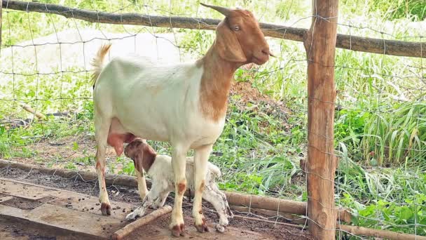 Chèvre Mère Nourrissant Nettoyant Son Nouveau Jumeau — Video